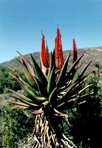 Aloès ferox, Arfique du Sud