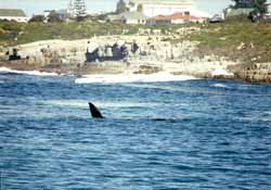 Eubalaena australis, baleine franche australe