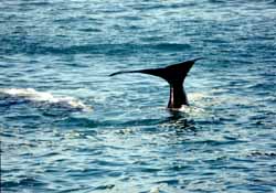 Eubalaena australis, baleine franche australe