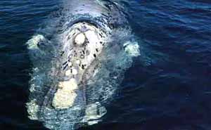 Eubalaena australis, baleine franche australe