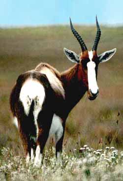 Bontebok