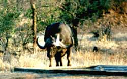 Buffle du Cap (Syncerus cafer)