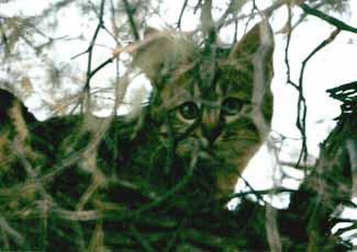 Chat sauvage d'Afrique (Felis silvestris libyca)