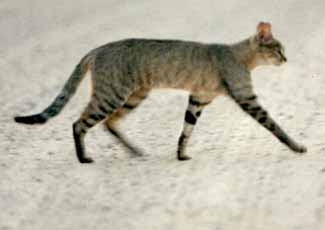 Chat sauvage d'Afrique (Felis silvestris libyca)