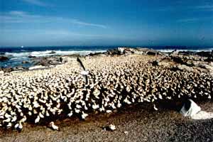 Colonie de Fous du Cap , (Morus capensis)