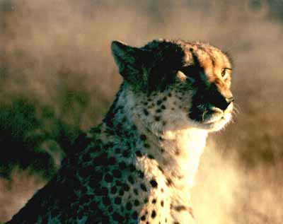 Guépard (Acinonyx jubatus)