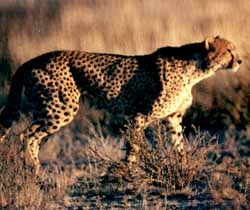 Guépard (Acinonyx jubatus)