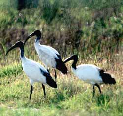 Ibis sacrés