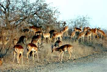 Impalas (Aepyceros melampus)