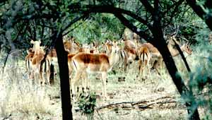 Impalas (Aepyceros melampus)