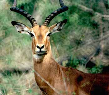 Impala (Aepyceros melampus)