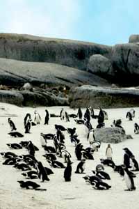 Manchots du Cap (Spheniscus demersus)