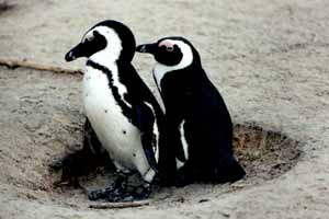 Manchots du Cap (Spheniscus demersus)