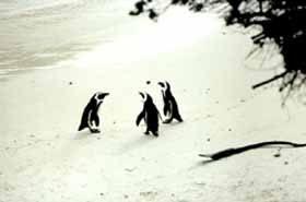 Manchots du Cap (Spheniscus demersus)