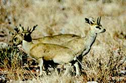 Oréotrague (Oreotragus oreotragus)