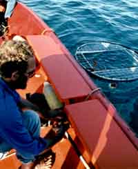 Cage pour plonger avec le Grand Requin Blanc