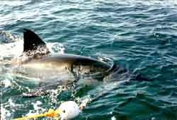 Grand Requin Blanc (Carcharodin carcharias)