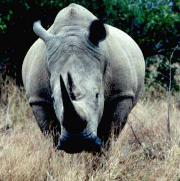 rhinocéros blanc (Ceratotherium simum)