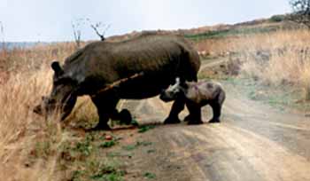 rhinocéros blanc (Ceratotherium simum)