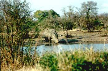 rhinocéros blanc (Ceratotherium simum)