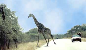 Parc National du Kruger