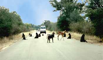 Parc National du Kruger