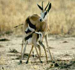 Springbok (Antidorcas marsupialis)