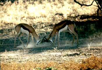 Springbok (Antidorcas marsupialis)