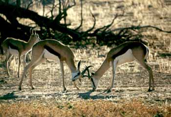 Springbok (Antidorcas marsupialis)