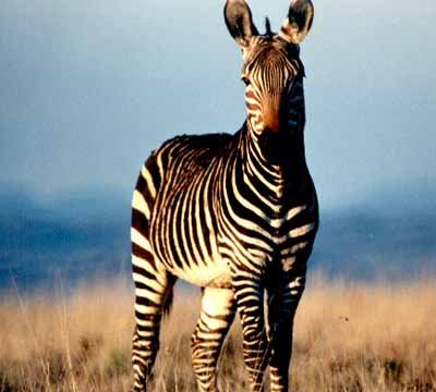 Zébre de Montagne (Equus zebra)