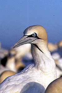 Fou du Cap  (Morus capensis)