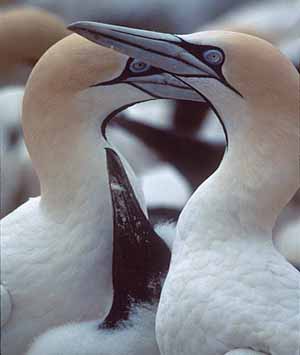 Fous du Cap , (Morus capensis)