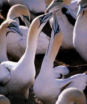 Fous du Cap , (Morus capensis)