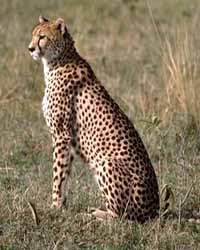 Guépard (Acinonyx jubatus)