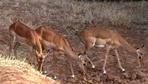 Impalas (Aepyceros melampus)