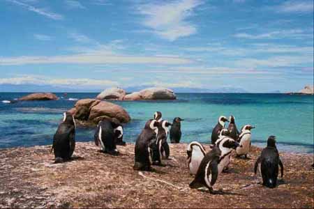 Manchots du Cap (Spheniscus demersus)