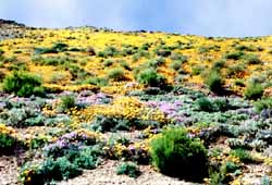 Fleurs dans le Namaqualand