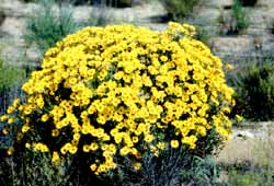 Fleurs dans le Namaqualand