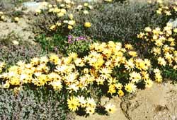 Fleurs dans le Namaqualand