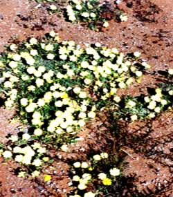 Fleurs dans le Namaqualand