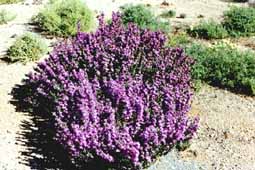 Fleurs dans le Namaqualand