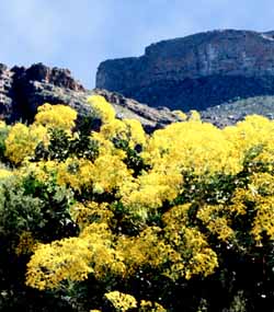 Fleurs dans le Namaqualand