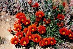 Fleurs dans le Namaqualand