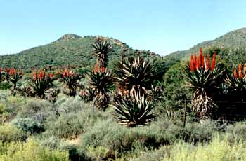 Aloès ferox, Arfique du Sud