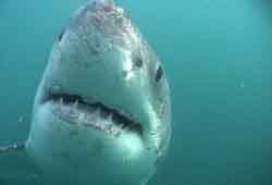 Grand Requin Blanc (Carcharodin carcharias)