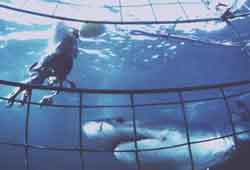 Grand Requin Blanc (Carcharodin carcharias)