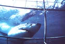 Grand Requin Blanc (Carcharodin carcharias)