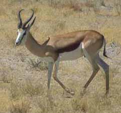 Springbok (Antidorcas marsupialis)