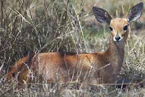 Steenbok (raphicerus campestris)