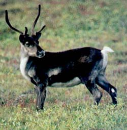 Caribou